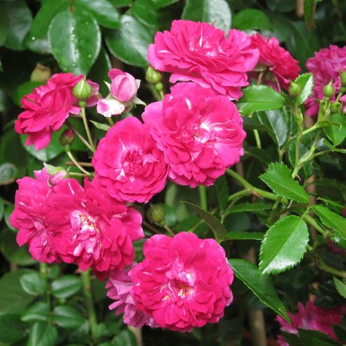 E-commerce, vendita, rose, in, vaso rose rambler - rosa - bianco - Rosa Super Excelsa - rosa dal profumo discreto - Karl Hetzel - ,-